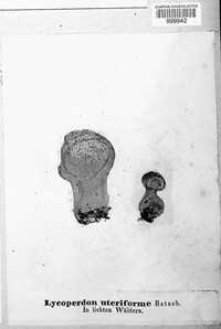 Bovistella utriformis image